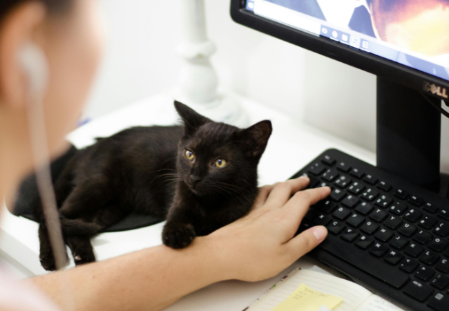 Laptop-Tastatur reinigen I Eine schwarze Katze liegt bei der Tastatur, an der eine Person arbeitet. Bild: Pexels/ Ruca Souza https://www.pexels.com/de-de/foto/schwarze-katze-die-personenarm-halt-1049764/